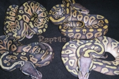 #5 Blackhead Phantom Ghost x Pastel Phantom Ghost