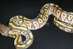 #5 Blackhead Phantom Ghost x Pastel Phantom Ghost