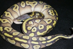 #5 Blackhead Phantom Ghost x Pastel Phantom Ghost