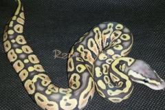 #5 Blackhead Phantom Ghost x Pastel Phantom Ghost