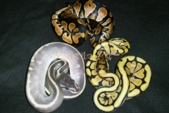 #8 Furnace x Spider Phantom