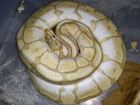 #9 Blackhead Phantom Ghost x Lesser Bee Ghost Dam