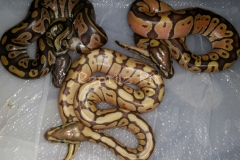 #9 Blackhead Phantom Ghost x Lesser Bee Ghost