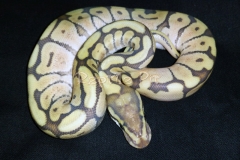 #9 Blackhead Phantom Ghost x Lesser Bee Ghost