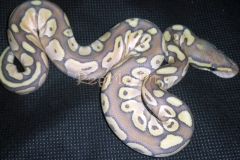 #9 Blackhead Phantom Ghost x Lesser Bee Ghost