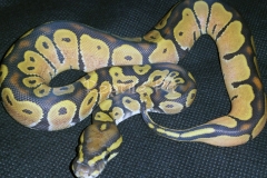 #9 Blackhead Phantom Ghost x Lesser Bee Ghost