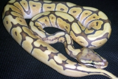 #9 Blackhead Phantom Ghost x Lesser Bee Ghost