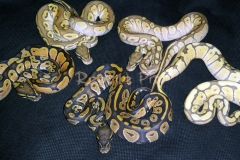 #9 Blackhead Phantom Ghost x Lesser Bee Ghost