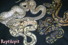 #9 Blackhead Phantom Ghost x Lesser Bee Ghost