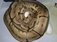 #1 Blackhead Piebald x Leopard Spider Het Piebald Stripy Line Dam