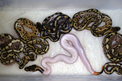 #1 Blackhead Piebald x Leopard Spider Het Piebald Stripy Line