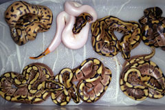 #1 Blackhead Piebald x Leopard Spider Het Piebald Stripy Line