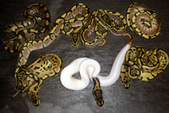 #1 Blackhead Piebald x Leopard Spider Het Piebald Stripy Line