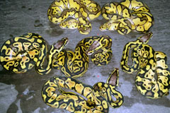 #2 Leopard Clown poss het Piebald x Blonde Pastel het Clown