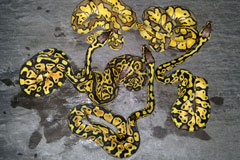 #2 Leopard Clown poss het Piebald x Blonde Pastel het Clown