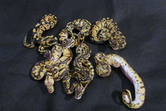 #2 Leopard Clown poss het Piebald x Blonde Pastel het Clown