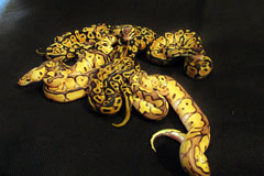 #2 Leopard Clown poss het Piebald x Blonde Pastel het Clown