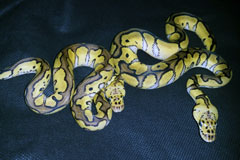 #2 Leopard Clown poss het Piebald x Blonde Pastel het Clown