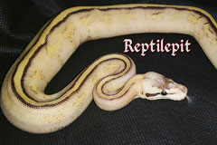 Citrus Superstripe Phantom or Mojave Ballpython