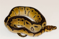 CLOWN BALLPYTHON