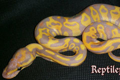 Coral Glow Leopard Het Clown Ballpython