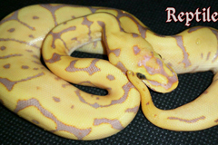 Coral Glow Leopard Spider Het Clown Ballpython