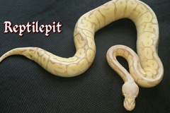 Coral Glow Phantom Spider Pastel Het Red Axanthic Ballpython