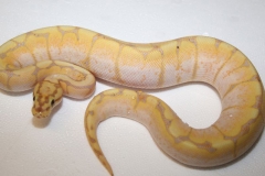 CORAL GLOW SPIDER BALLPYTHON