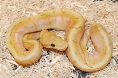 CORAL GLOW SPINNER BLAST BALLPYTHON