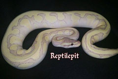 Coral Glow Super Phantom Spider Ballpython