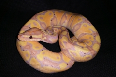 Coral Glow Yellow Belly Het Clown BALLPYTHON