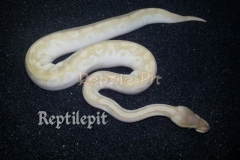 CRYSTAL BALLPYTHON