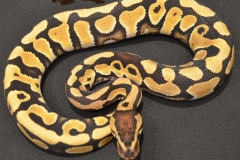 DESERT BALLPYTHON