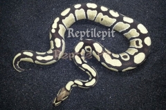 DESERT GHOST BALLPYTHON