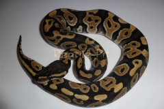 DH DADDY CLOWN BALLPYTHON