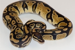 DH DREAMSICLE BALLPYTHON