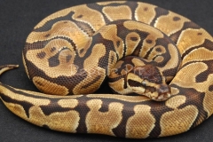 ENCHI BALLPYTHON