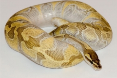 ENCHI BUTTER BALLPYTHON