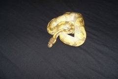 ENCHI LESSER BALLPYTHON