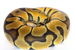 ENCHI PASTEL BALLPYTHON