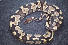 Enchi Phantom Daddy BALLPYTHON