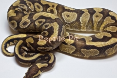 ENCHI PHANTOM GOBLIN BALLPYTHON