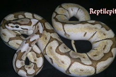 Enchi Spider Platinum Ballpython