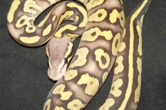FIREFLY MOJAVE BALLPYTHON