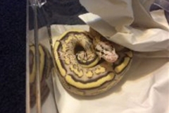 FIREFLY SUPERSTRIPE BALLPYTHON