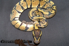 GENETIC GRANITE BALLPYTHON