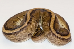 GENETIC STRIPE 50% PH ALBINO BALLPYTHON