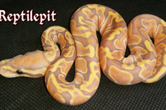 GHI Banana Ballpython