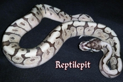 Ghi Lesser Spider BALLPYTHON