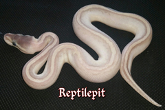 Ghi Mojave Phantom Pinstripe Ballpython